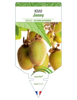 KIWI JENNY