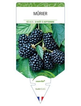 MÛRIER