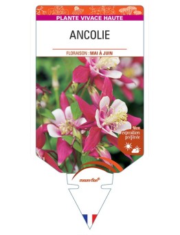 ANCOLIE (rouge/blanc) *