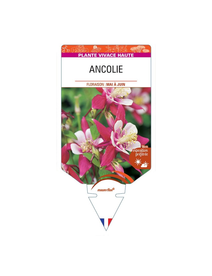 ANCOLIE (rouge/blanc) *