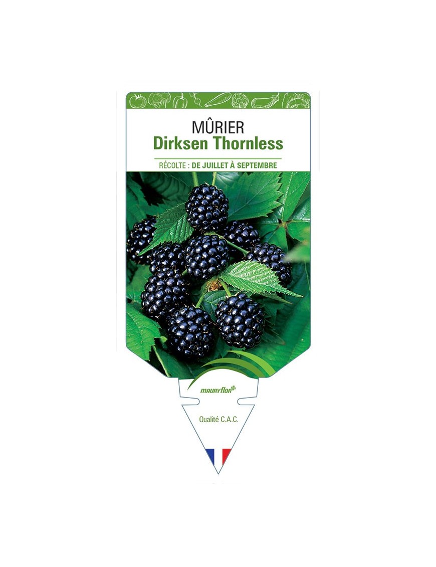 MÛRIER DIRKSEN THORNLESS