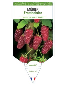 MÛRIER FRAMBOISIER