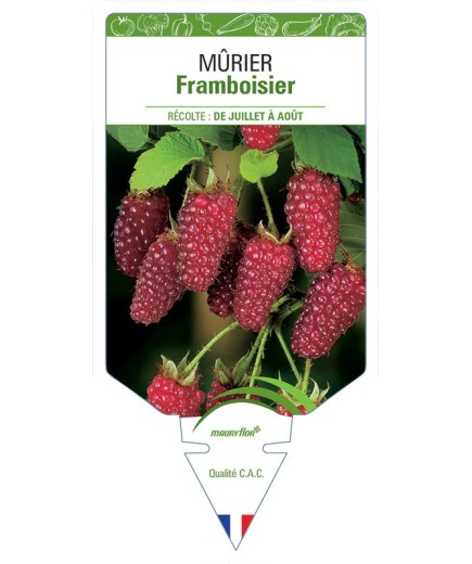 MÛRIER FRAMBOISIER