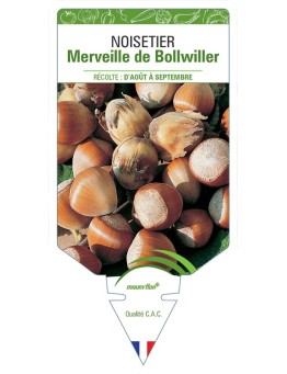 NOISETIER MERVEILLE DE BOLLWILLER
