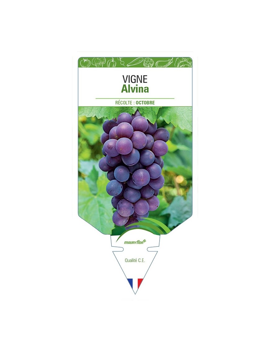 VIGNE ALVINA