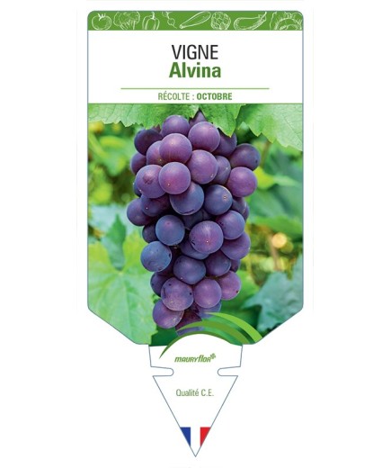 VIGNE ALVINA