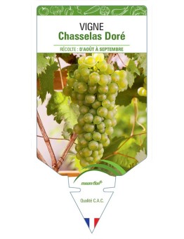VIGNE CHASSELAS DORÉ