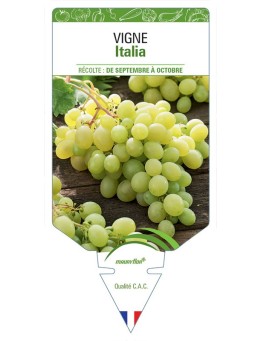 VIGNE ITALIA
