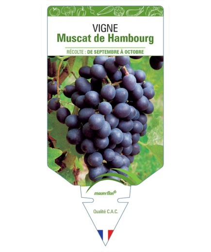 VIGNE MUSCAT DE HAMBOURG