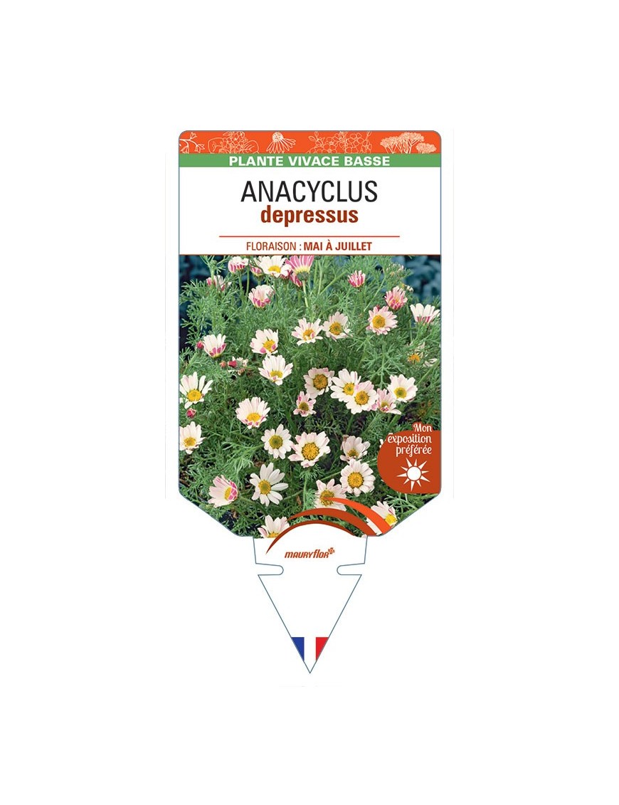 ANACYCLUS depressus *