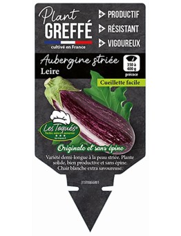 AUBERGINE STRIÉE LEIRE PLANT GREFFÉ