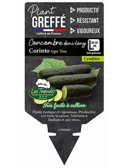 CONCOMBRE DEMI-LONG CORINTO TYPE NOA PLANT GREFFÉ