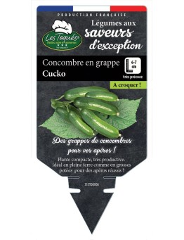 CONCOMBRE EN GRAPPE CUCKO