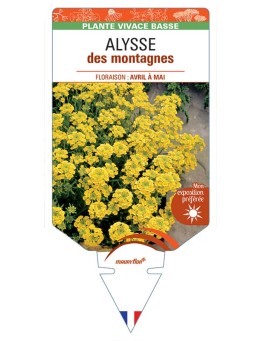 ALYSSUM montanum voir ALYSSE des montagnes (jaune) *