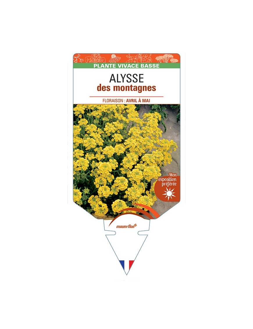 ALYSSUM montanum voir ALYSSE des montagnes (jaune) *