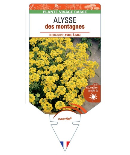 ALYSSUM montanum voir ALYSSE des montagnes (jaune) *