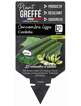 CONCOMBRE LISSE CORDOBA PLANT GREFFÉ