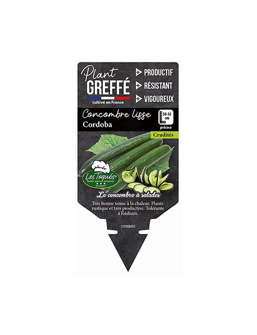 CONCOMBRE LISSE CORDOBA PLANT GREFFÉ