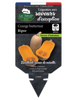 COURGE BUTTERNUT RIPOR