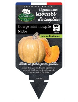 COURGE MINI MUSQUÉE NIDOR