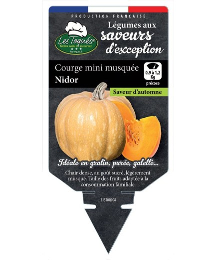 COURGE MINI MUSQUÉE NIDOR