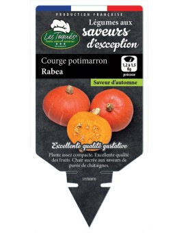 COURGE POTIMARRON RABEA