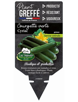 COURGETTE VERTE CYRIAC  PLANT GREFFÉ
