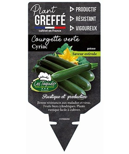 COURGETTE VERTE CYRIAC  PLANT GREFFÉ