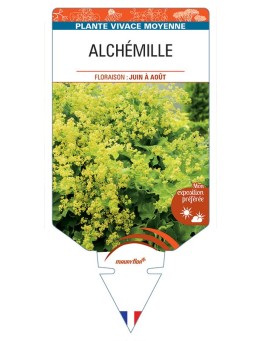 ALCHEMILLE (mollis jaune) *