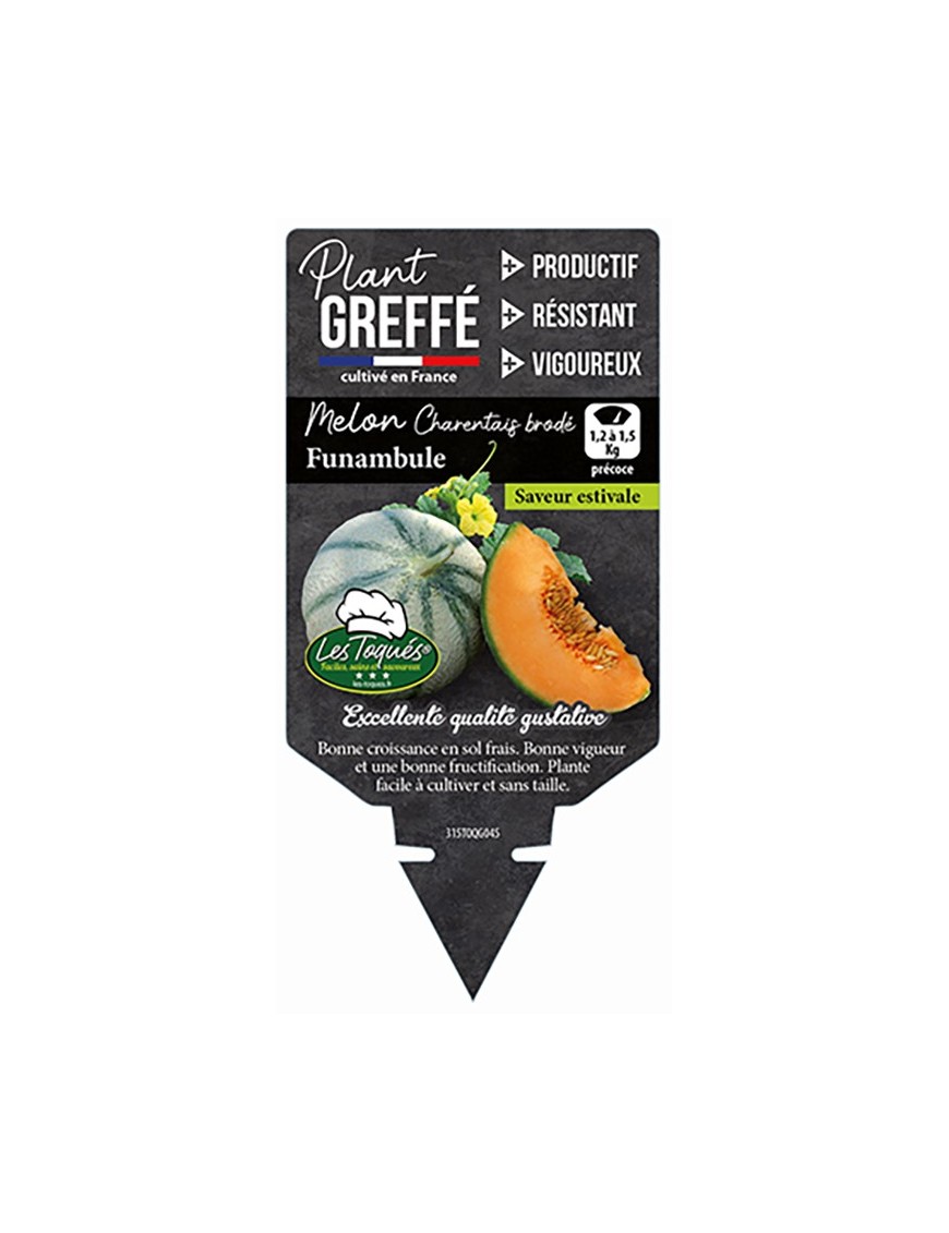 MELON CHARENTAIS BRODÉ FUNAMBULE PLANT GREFFÉ