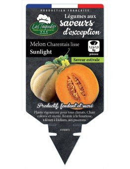 MELON CHARENTAIS LISSE SUNLIGHT