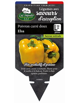 POIVRON CARRÉ DOUX ELSA