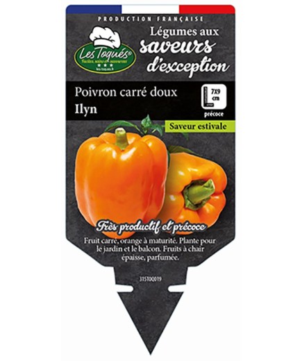 POIVRON CARRÉ DOUX ILYN