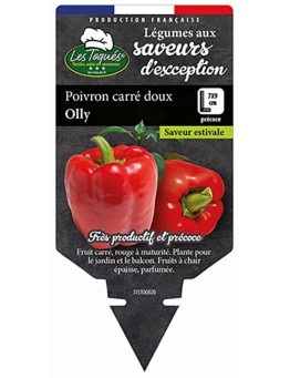 POIVRON CARRÉ DOUX OLLY