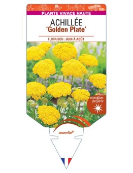 ACHILLEA (millefolium) 'Golden Plate' *