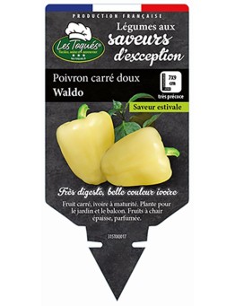POIVRON CARRÉ DOUX WALDO