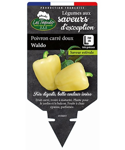 POIVRON CARRÉ DOUX WALDO