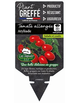 TOMATE ALLONGÉE ATYLIADE  PLANT GREFFÉ