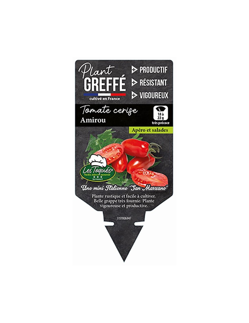 TOMATE CERISE AMIROU  PLANT GREFFÉ