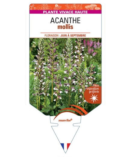 ACANTHE MOLLIS *