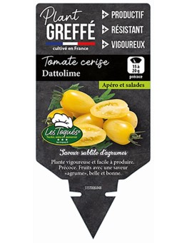 TOMATE CERISE DATTOLIME  PLANT GREFFÉ