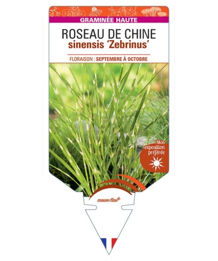 MISCANTHUS sinensis Zebrinus voir ROSEAU DE CHINE *