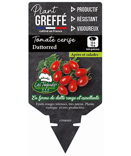 TOMATE CERISE DATTORED  PLANT GREFFÉ