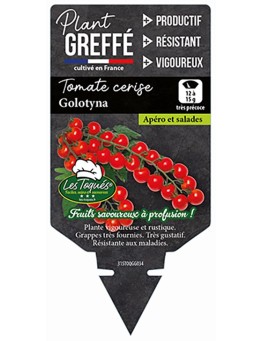 TOMATE CERISE GOLOTYNA  PLANT GREFFÉ