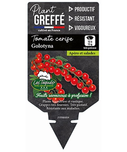 TOMATE CERISE GOLOTYNA  PLANT GREFFÉ