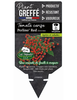 TOMATE CERISE PERLINO®  RED (TO15 066) PLANT GREFFÉ