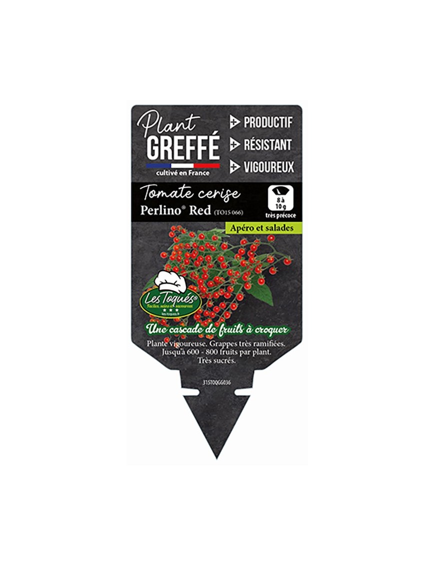 TOMATE CERISE ROUGE PERLINO® RED (TO15 066)
