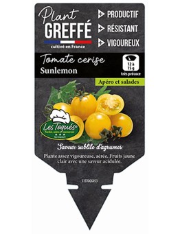 TOMATE CERISE SUNLEMON  PLANT GREFFÉ