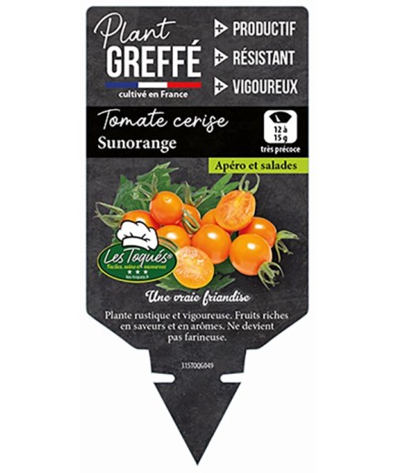 TOMATE CERISE SUNORANGE  PLANT GREFFÉ