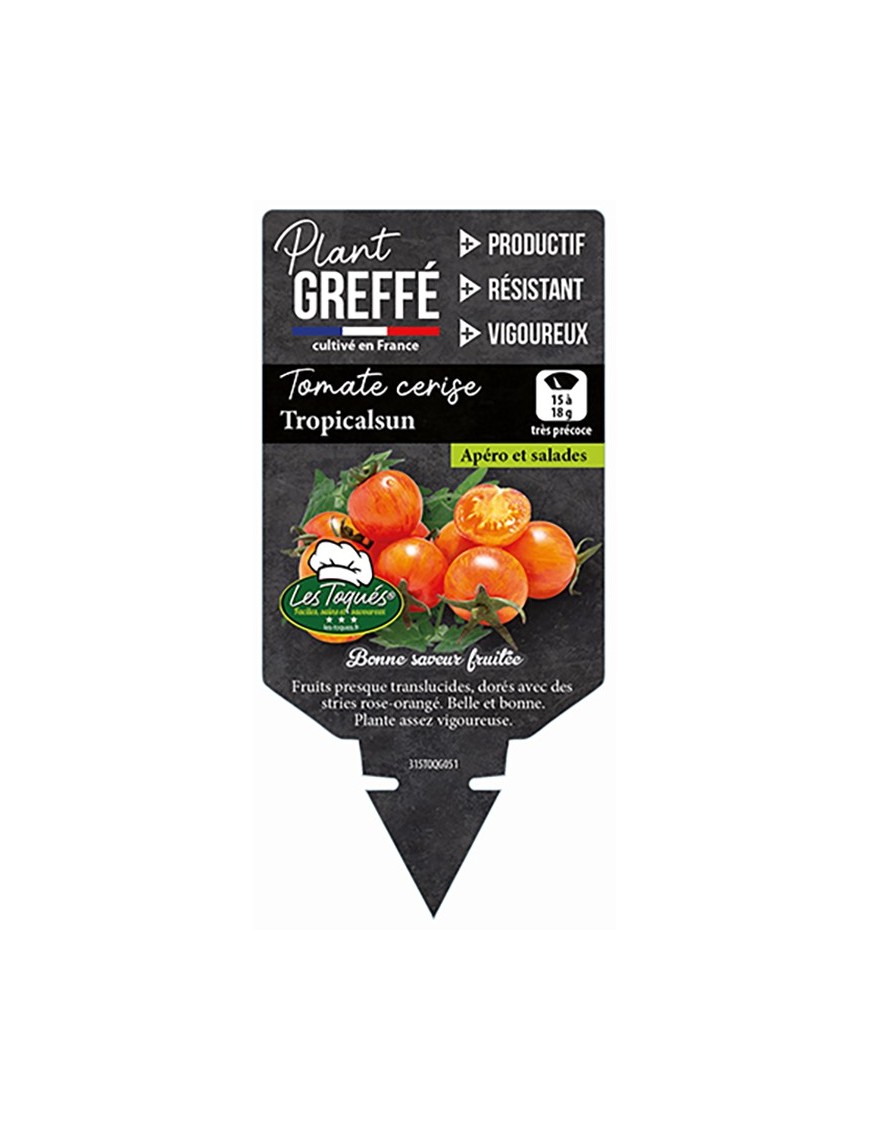 TOMATE CERISE TROPICALSUN  PLANT GREFFÉ